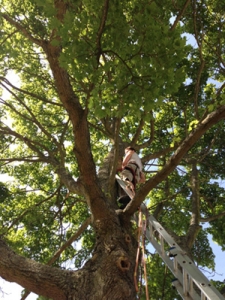 Tree Surgeons Westerham